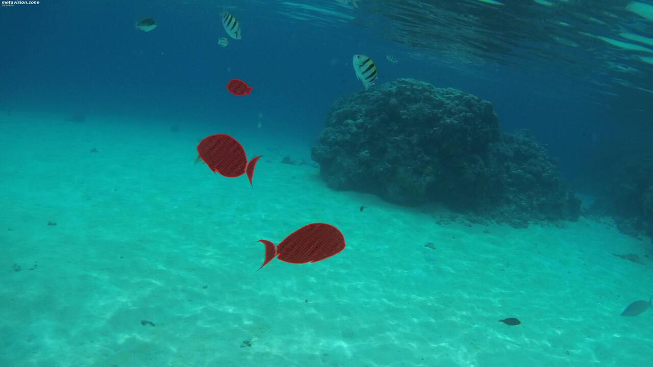 Egyptian Red sea reef fish