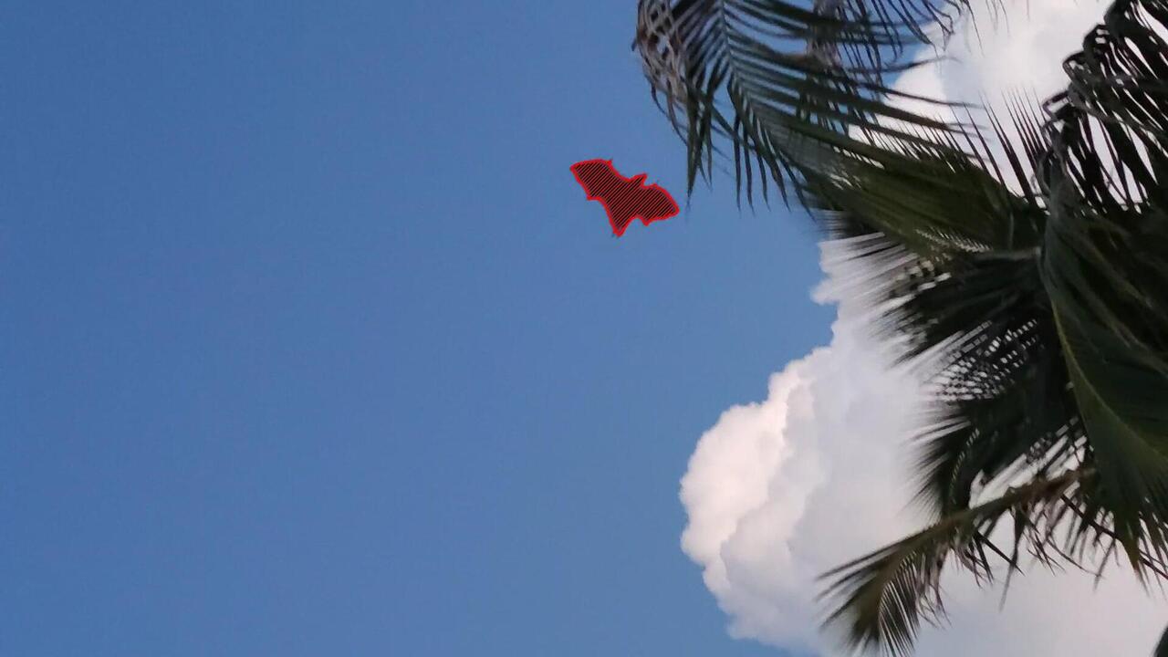 Maldivian flying fox (known as fruit bat or pteropus)