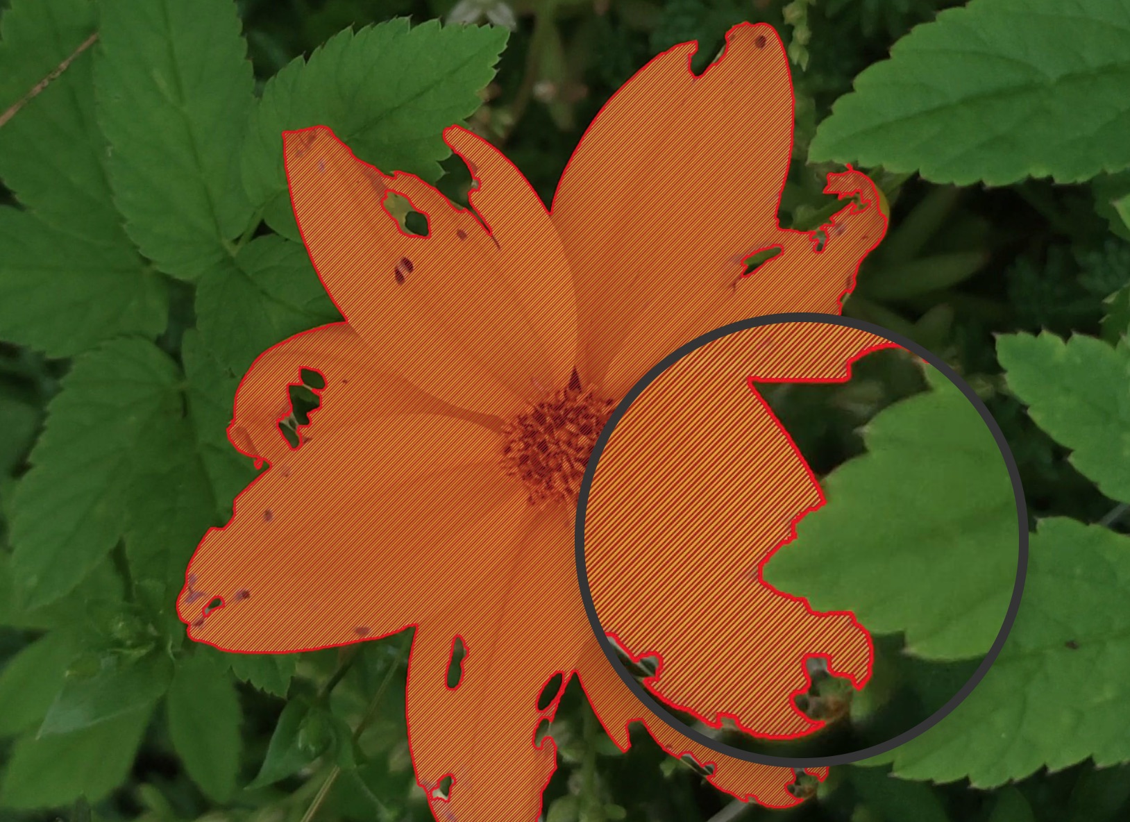 Complex flower segmentation