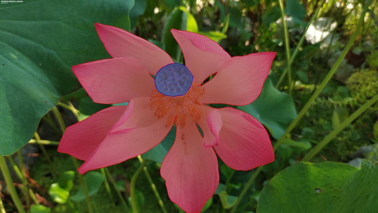 Lotus flower (also known as Indian lotus)