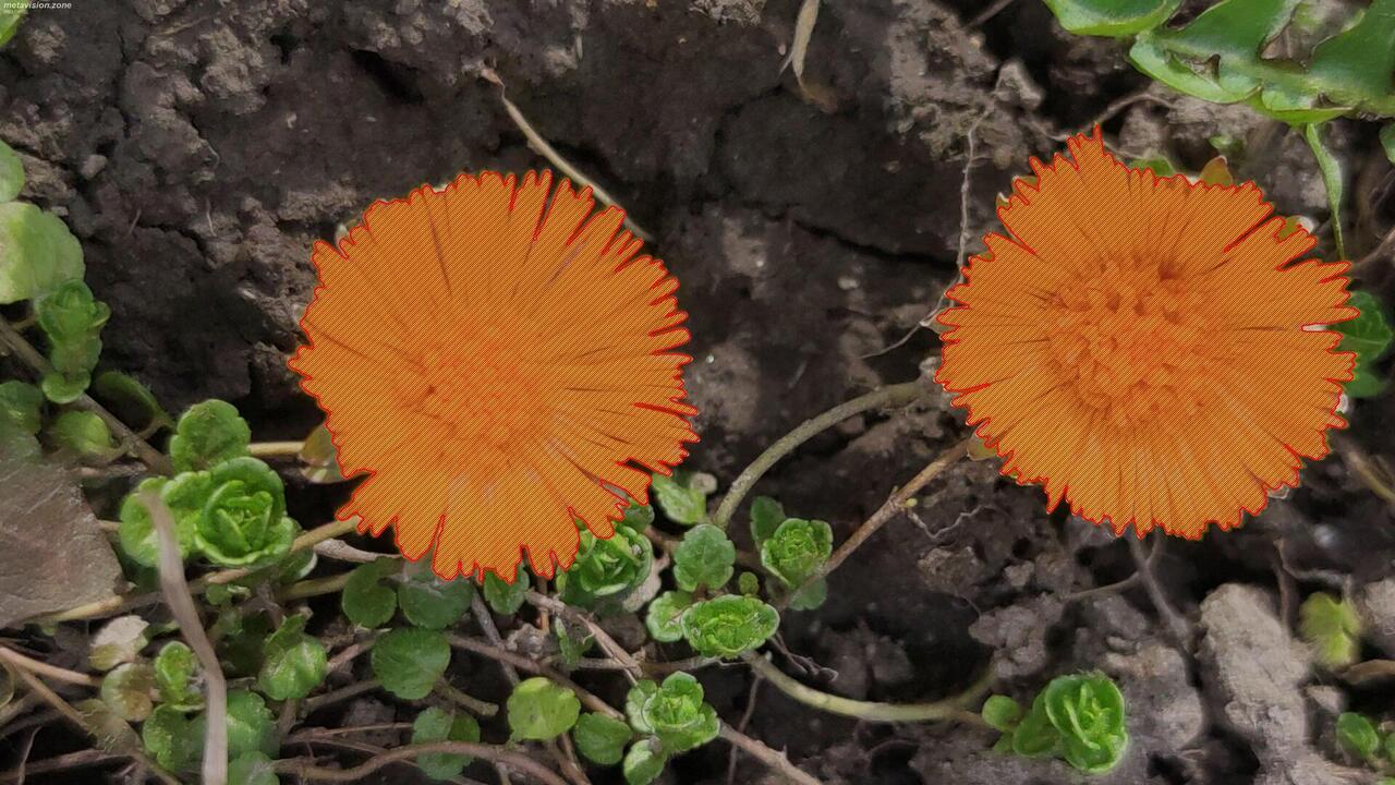 Coltsfoot (Tussilago farfara) flowers
