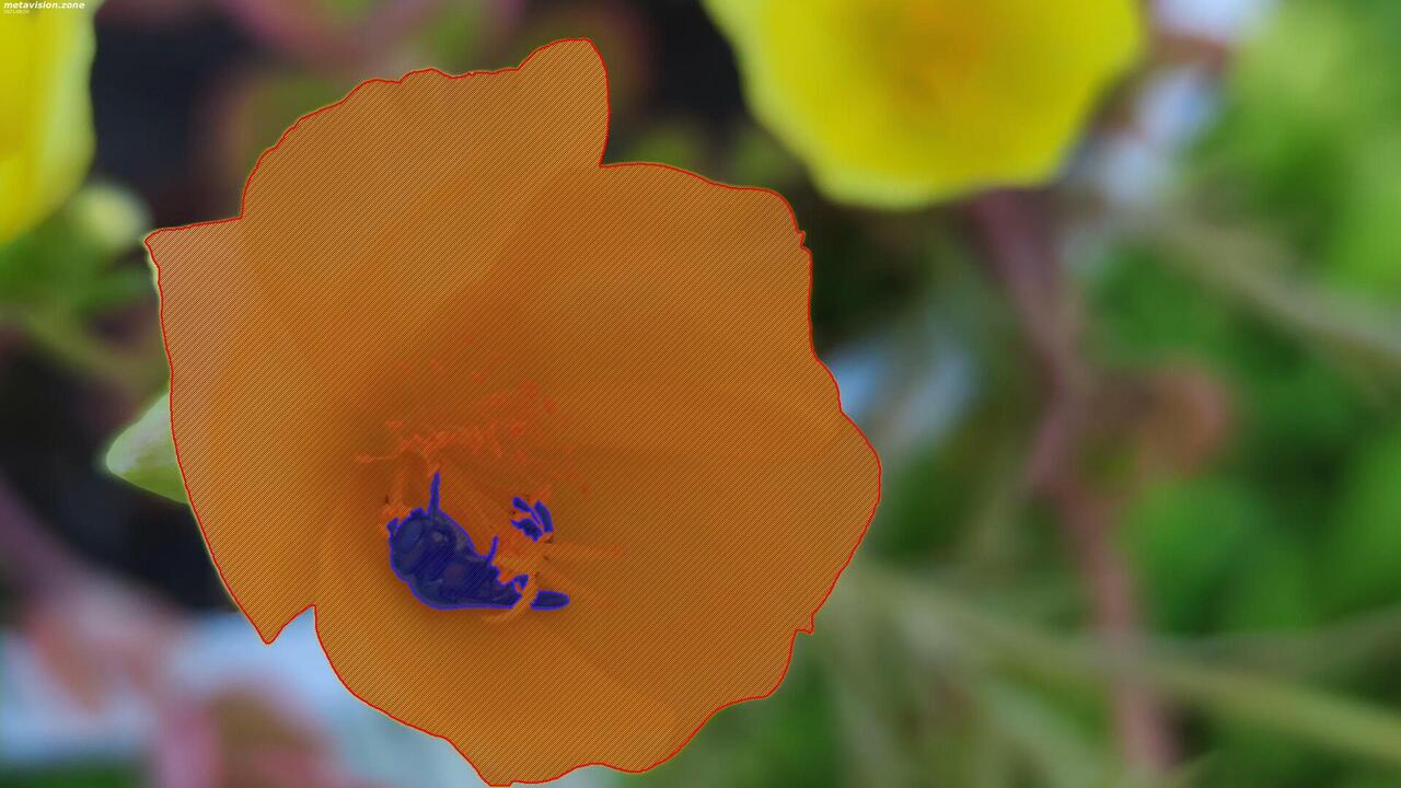 Flowers and multi-part bug in a flower