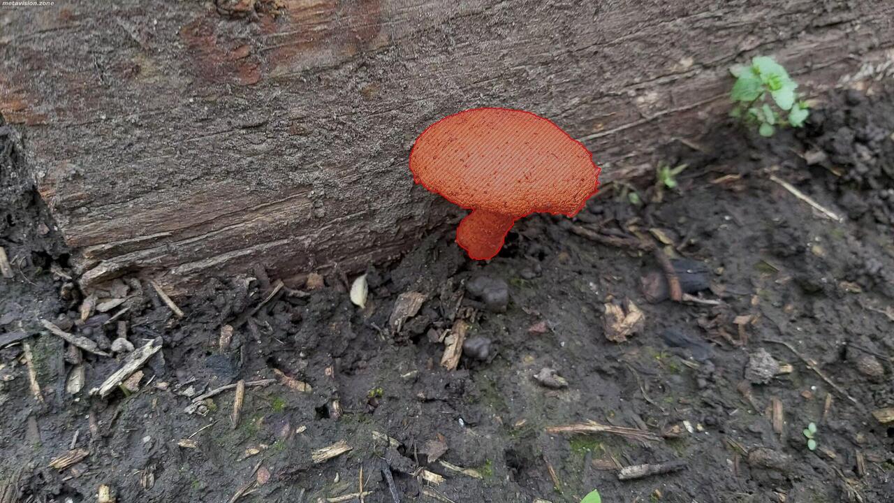 An unknown mushroom