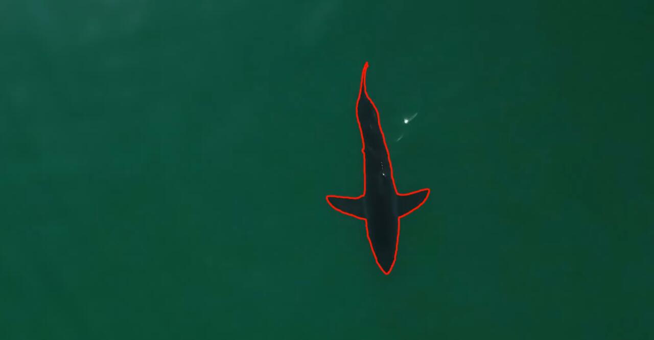 Shark segmentation