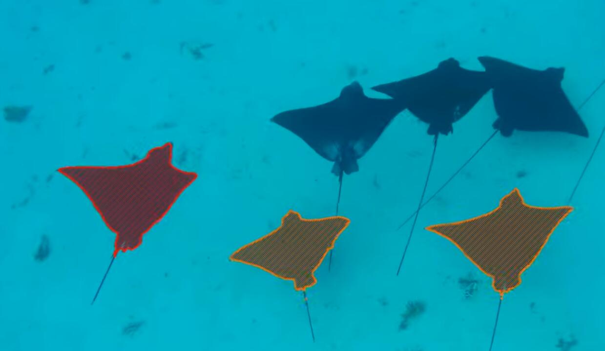 Manta rays segmentation