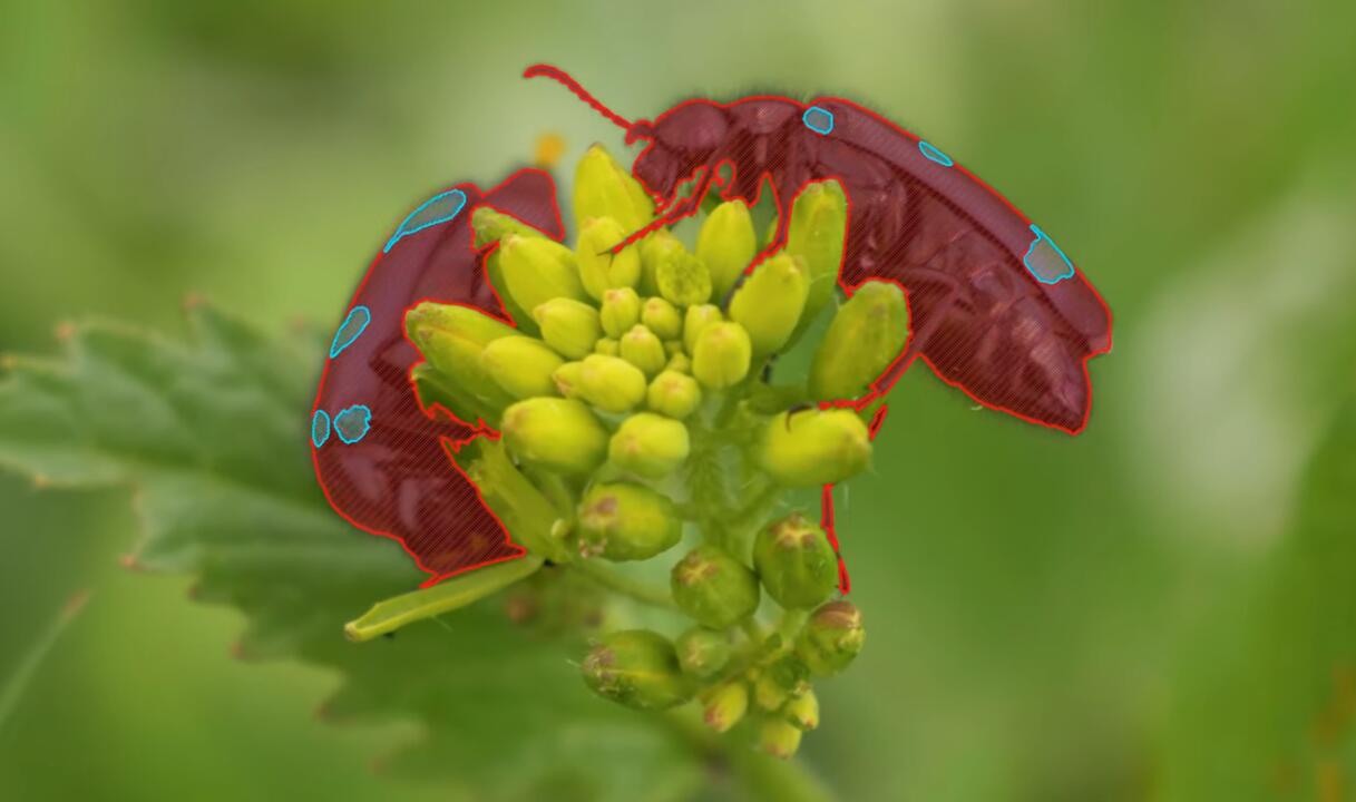 Bugs macro color-based segmentation